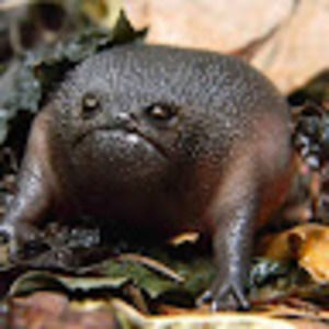 Meet your Posher, Arnold